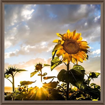 40 x 40 Sunset Sunflower (FC)