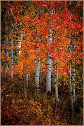 40 x 60 The Red Leaves (FC)