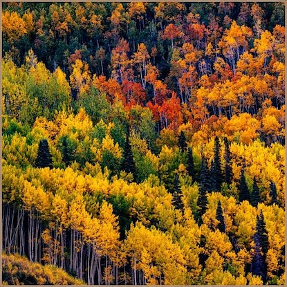 40 x 40 Falls Canvas (FC)