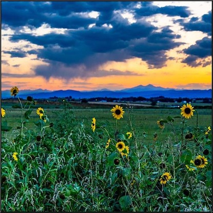 40 x 40 Frontrange Sunflowers (FC)