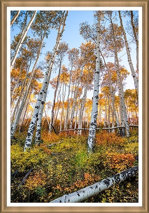 30 x 43 Fall's Embrace (GF)
