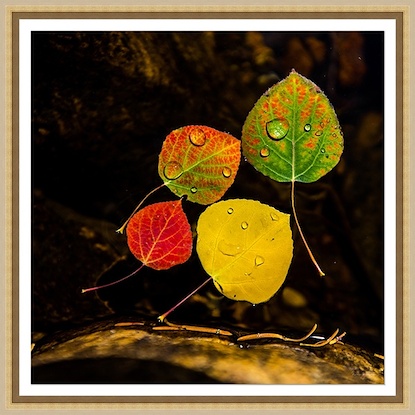 30 x 30 Aspen Leaves in The Lake I (GF)