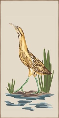 24 x 48 Eurasian Bittern (LN)
