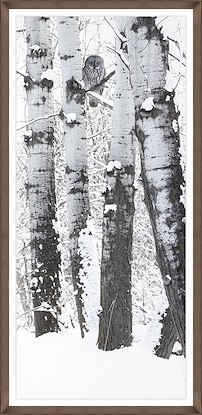 20 x 41 Ghost in the Aspens I (GF)