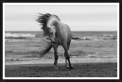 60 x 41 Wild Horse Posturing (GF)