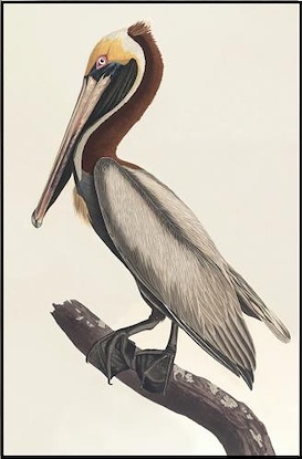 30 x 46 Brown Pelican III (LN)