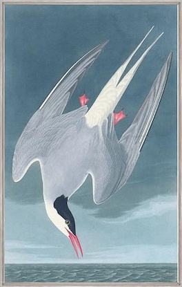 20 x 32 Arctic Tern (FC)