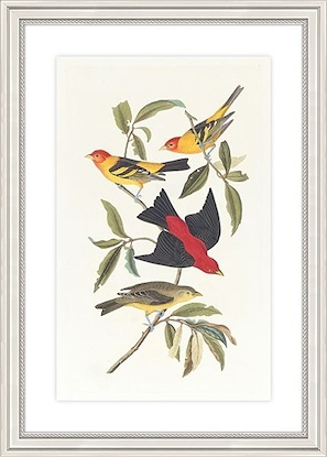 20 x 28 Louisiana Tanager and Scarlet Tanager (GF)