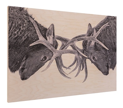 60 x 40 Eye to Eye - Elk fight (BWD-BX)