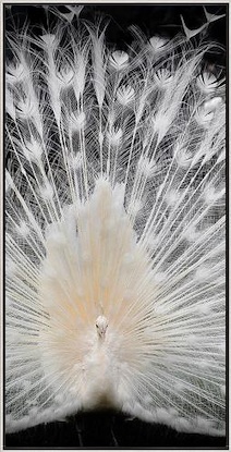 20 x 40 Black and White III (FC)
