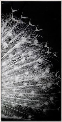20 x 40 Black and White IV (FC)