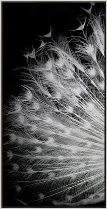 20 x 40 Black and White II (FC)