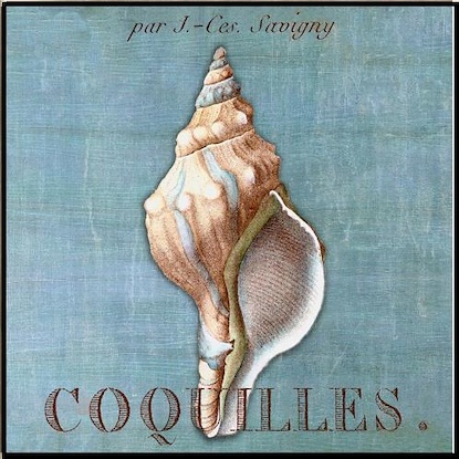 24 x 24 A Still Seashell I (IBG)