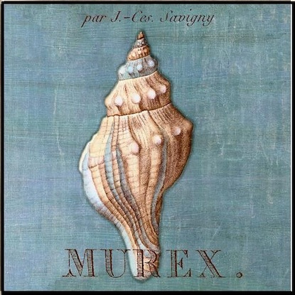 24 x 24 A Still Seashell II (IBG)