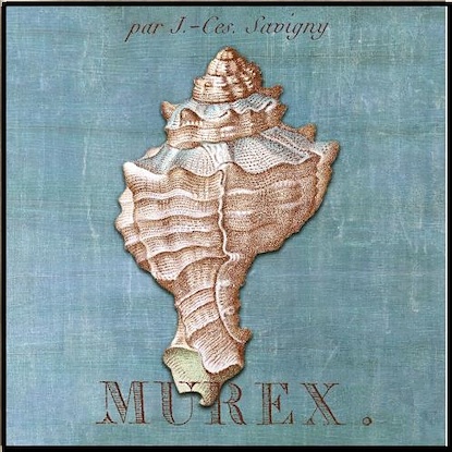 24 x 24 A Still Seashell III (IBG)