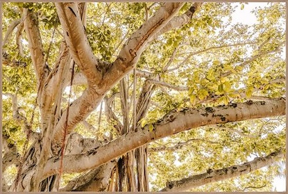 36 x 24 The Giving Tree (IBG)