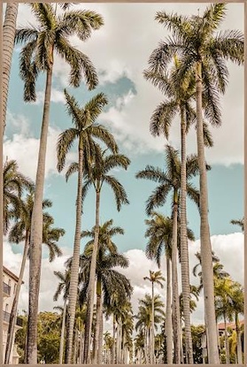 24 x 36 Palm View (IBG)