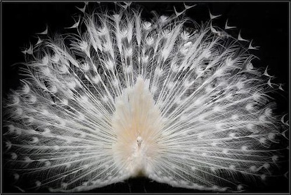 60 x 40 Black and White I (IBG)
