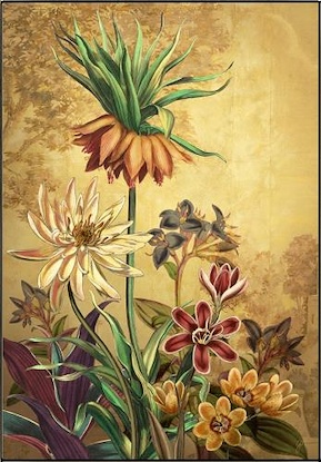 36 x 52 Curiosities III (LN)