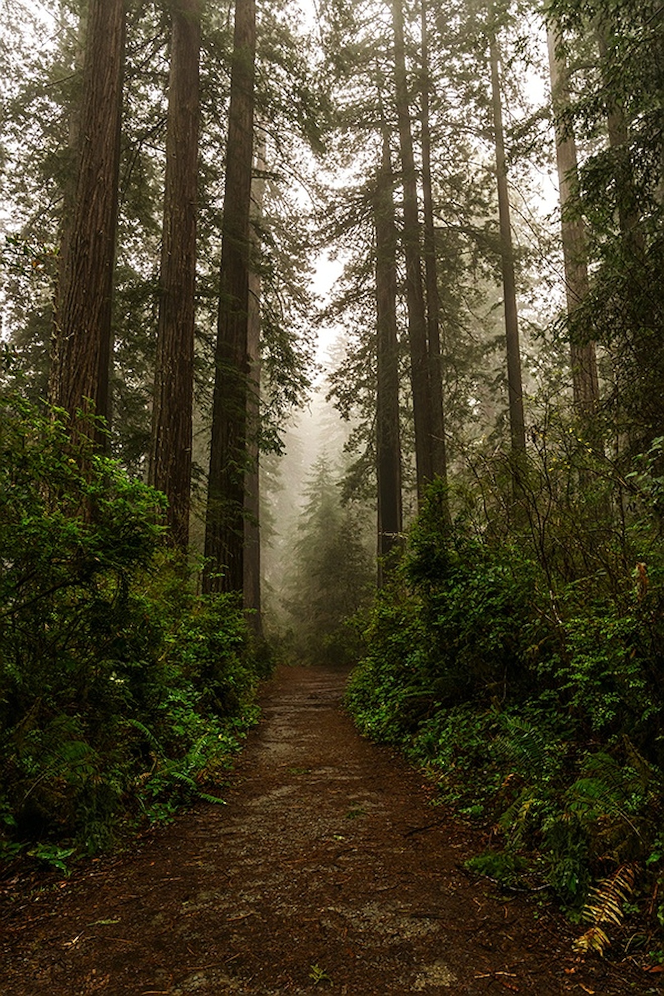Deep Woods