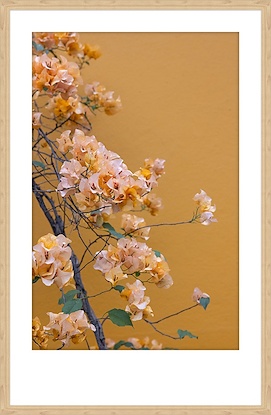 23 x 36 Beauty in Bloom (GF)