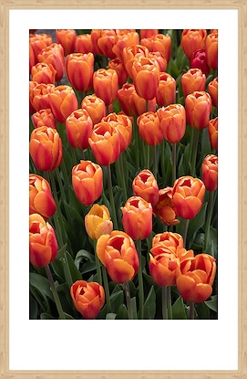 23 x 36 Seattle Tulips (GF)