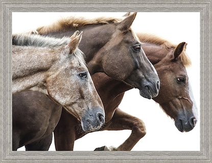 63 x 47 Bold Equine-Run (FMA-WNAT)