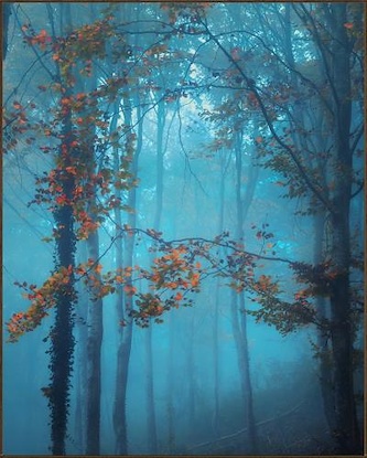 40 x 50 Ocean Woods (IBG)