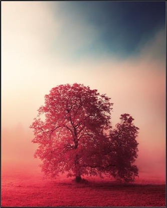 40 x 50 The Silent Storyteller (IBG)