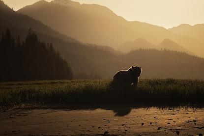 60 x 40 Sunset Bear (FC)