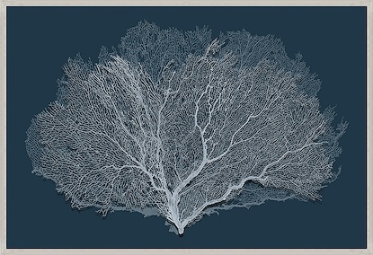 60 x 41 Density of Coral II (GFGP)