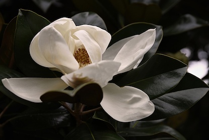 30 x 20 June Magnolia I (FC)
