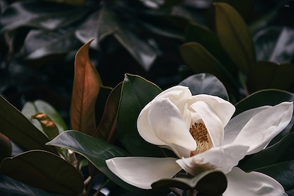 30 x 20 June Magnolia II (FC)