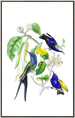 20 x 32 Hummingbird on Orange Tree II (LN)