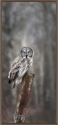 24 x 54 All the Edge of the Forest (IBG)