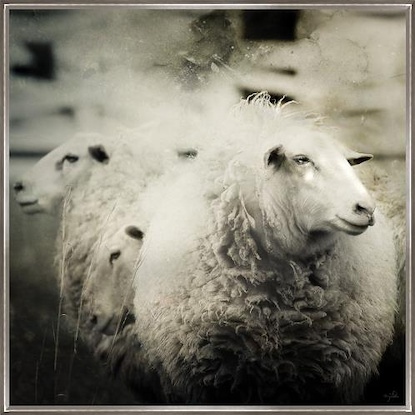 40 x 40 One Sheep Front (FC)