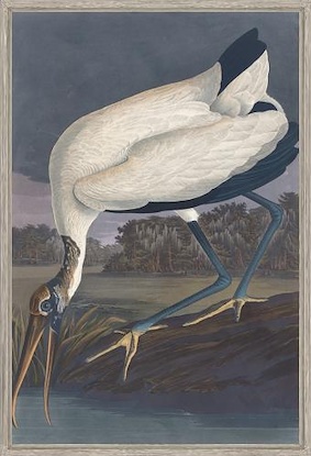 40 x 60 Wood Ibis II (LN)
