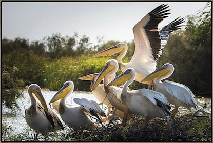 45 x 30 Flock to the River (FC)