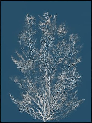 30 x 40 Reef Radiance II (LN)