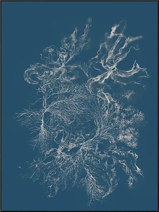 30 x 40 Reef Radiance III (LN)