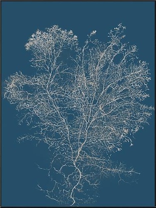 30 x 40 Reef Radiance I (LN)