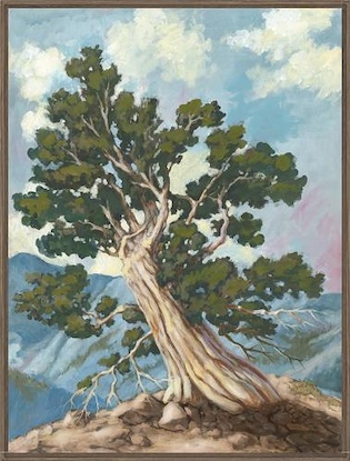 30 x 40 Bristlecone Ridge (IBG)