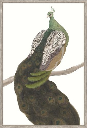 40 x 60 Peacock on the Branch (LN)