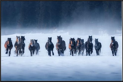 60 x 40 Horses (FC)