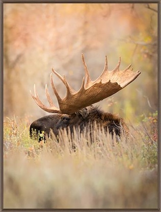 40 x 53 The General (MT)