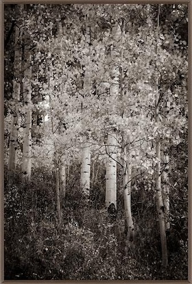 40 x 60 Black and White Aspen Texture (MT)