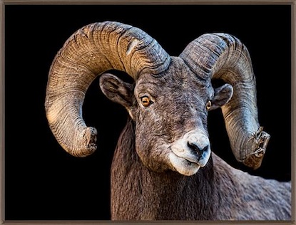 53 x 40 Ram Portrait (MT)