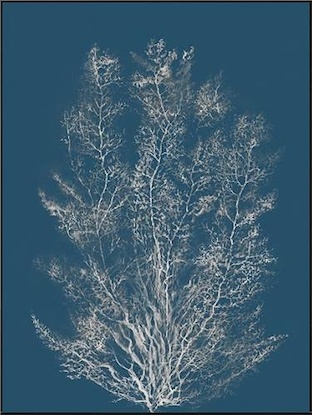 30 x 40 Reef Radiance II (LN)