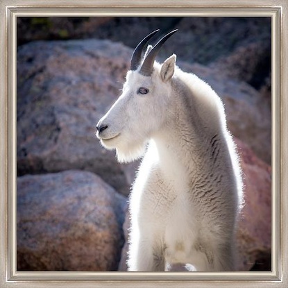 36 x 36 Mount Evans Sheep (FC)