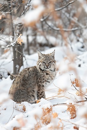 30 x 45 Winter Bobcat (FC)